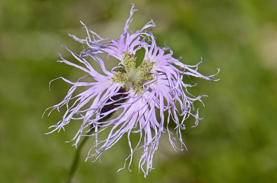 Dianthus superbus / Garofano superbo